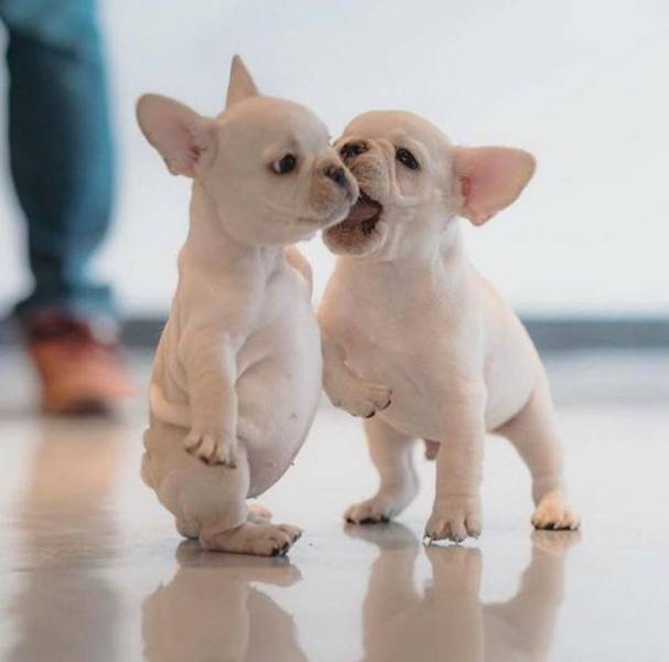 pups.jpeg