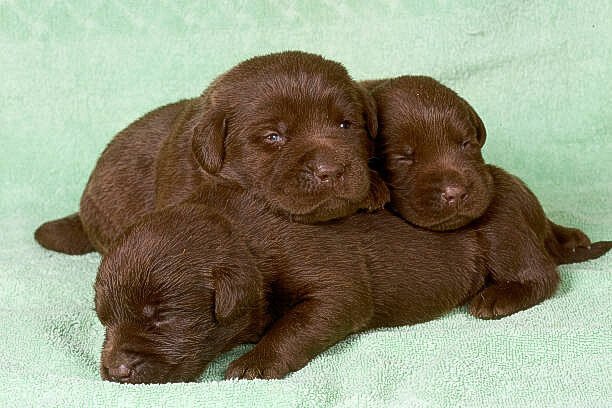 pups.jpeg