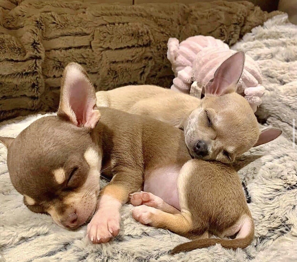 pups.jpeg