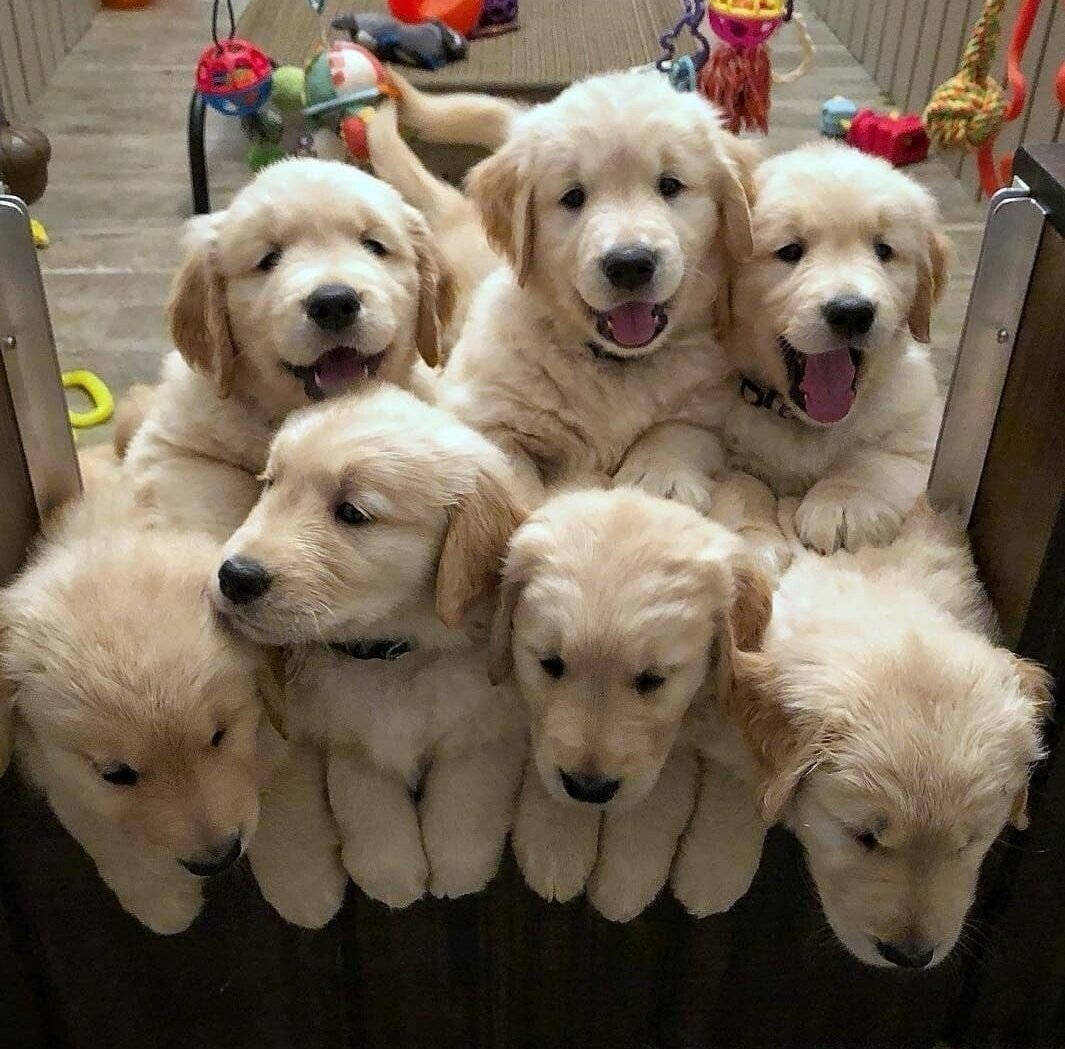 pups.jpeg