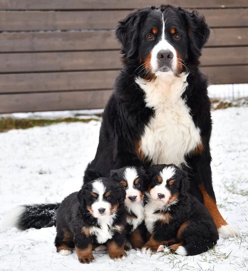 pups.jpg