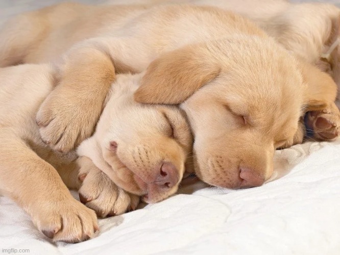 pups.jpg