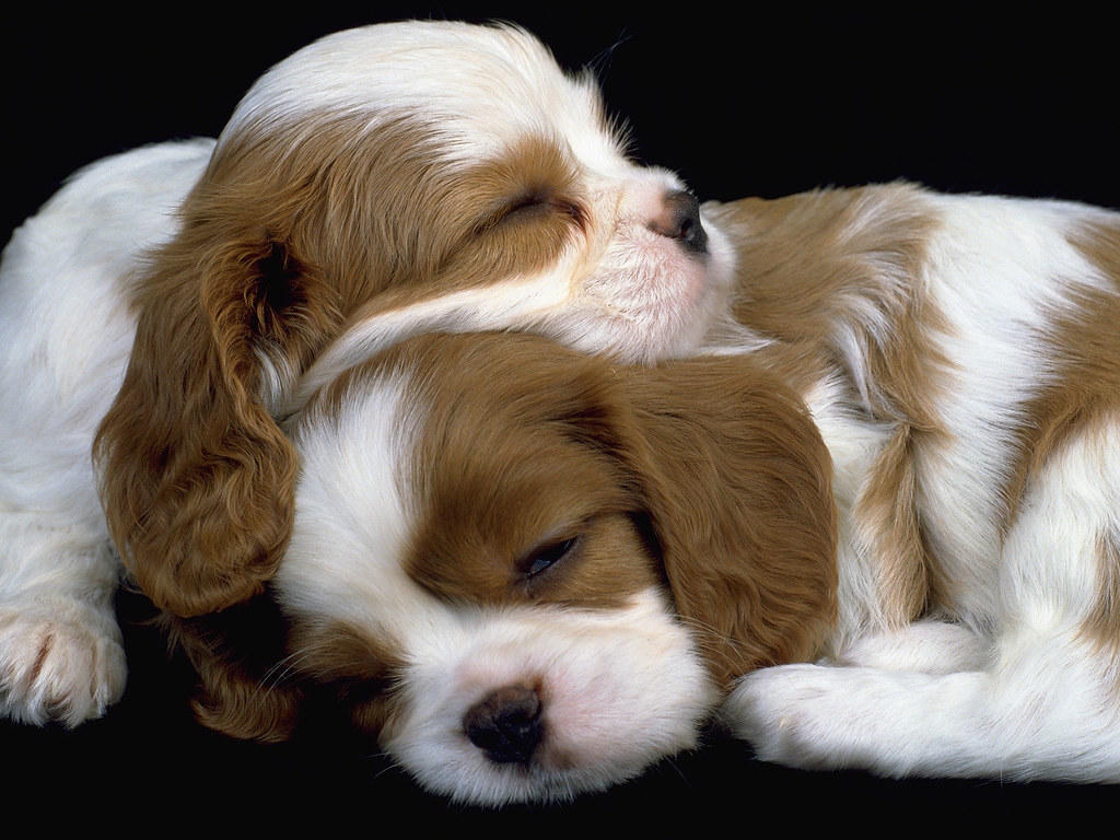 pups.jpg