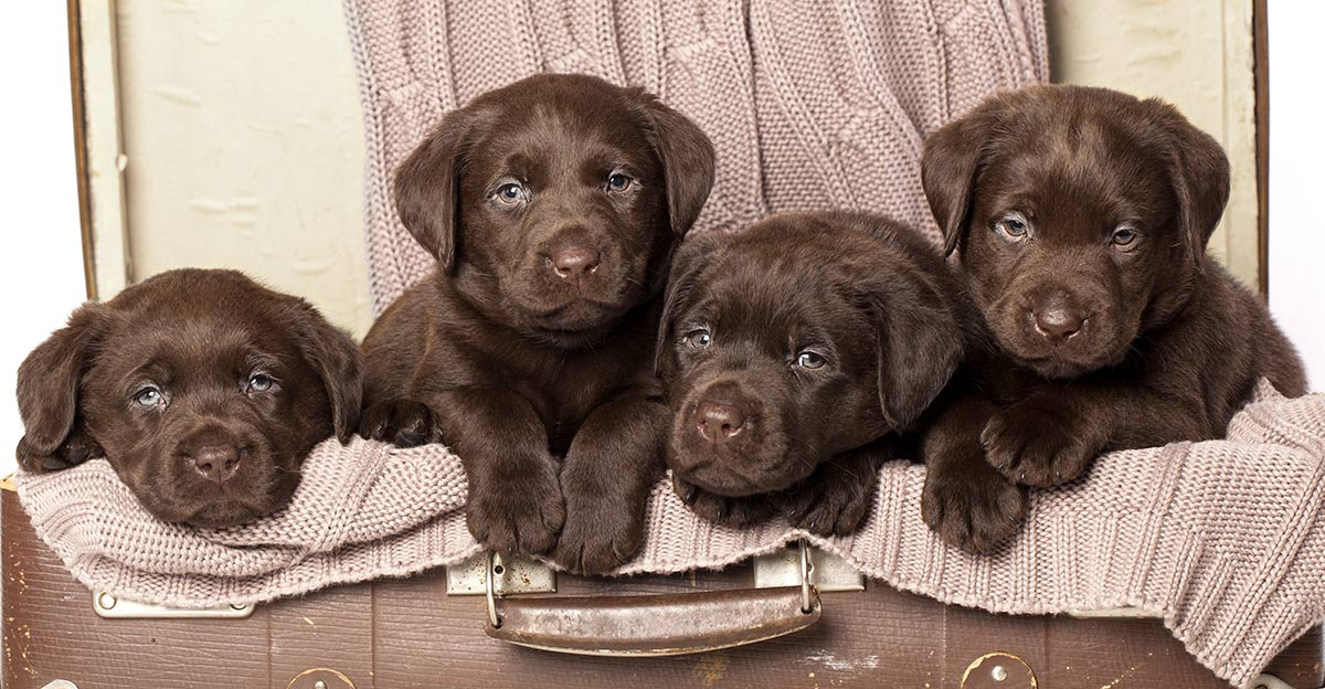 pups.png