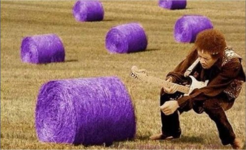 purple hays.jpg