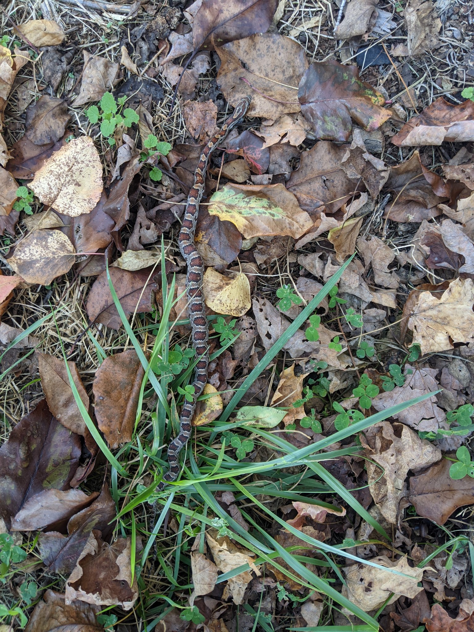 PXL_20201113_204622305.jpg
