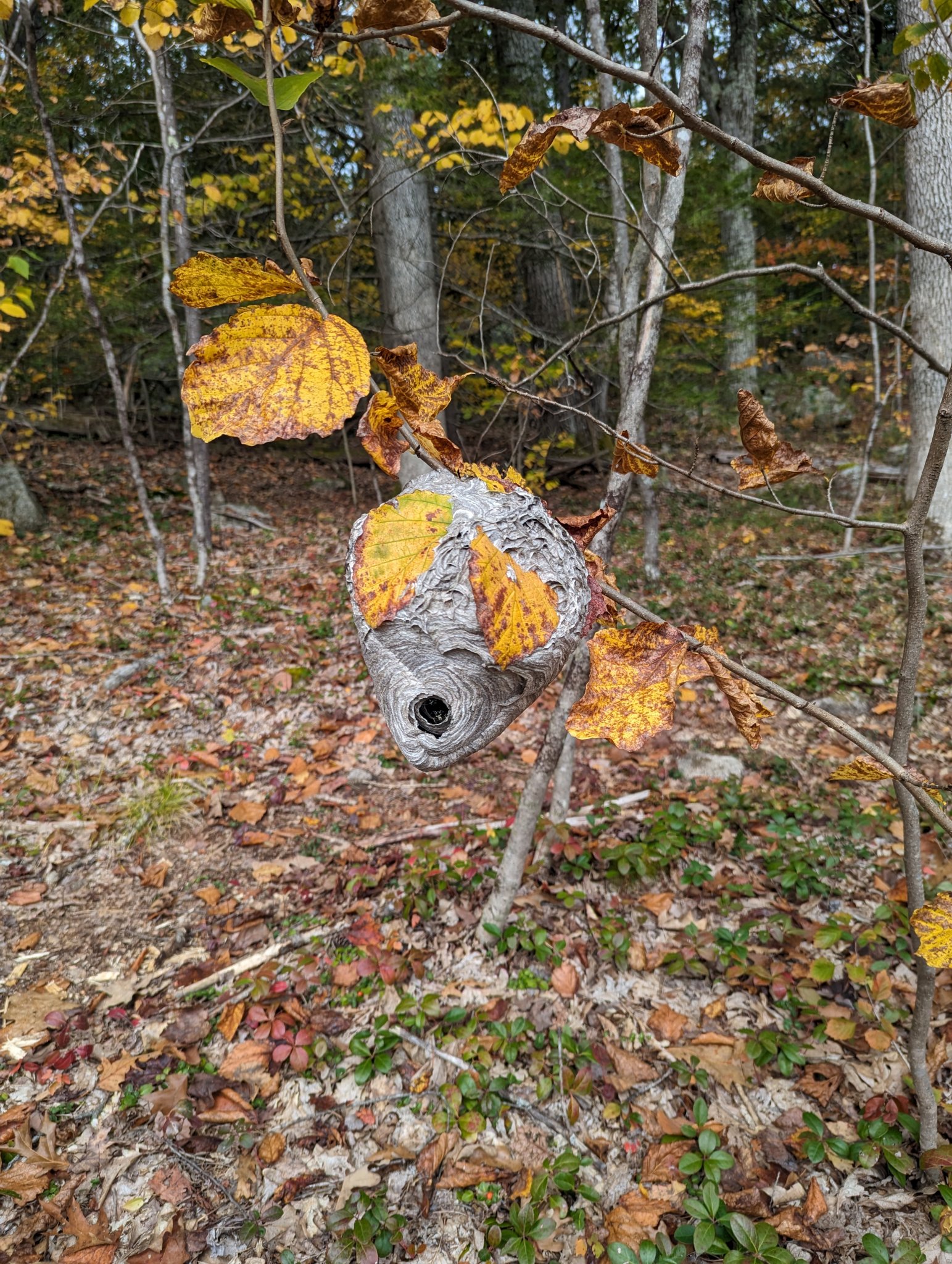 PXL_20231018_154309546.jpg