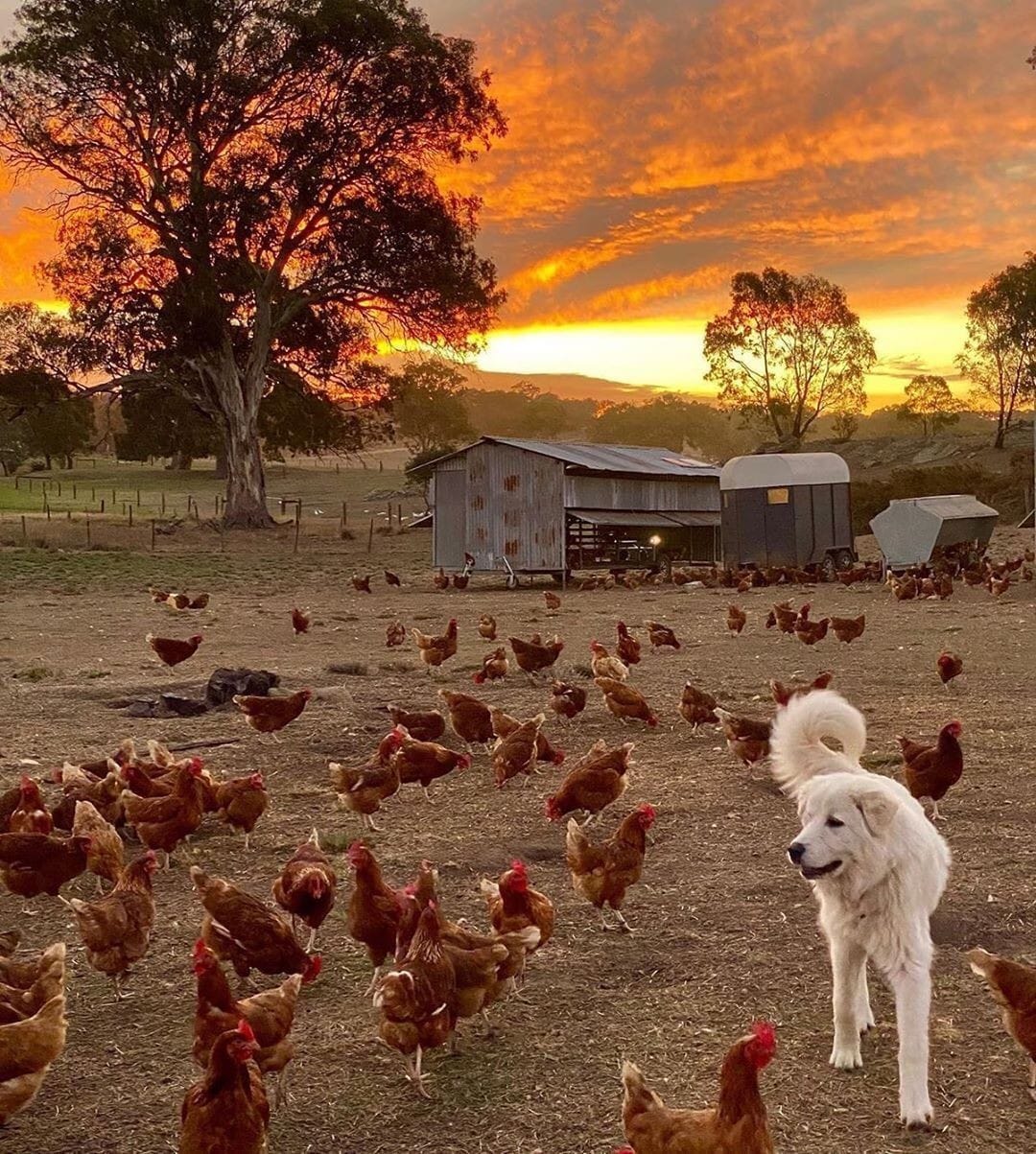 pyrenees chickens.jpeg