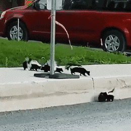 QSipCTs6MC.gif