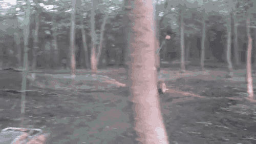 quad.gif