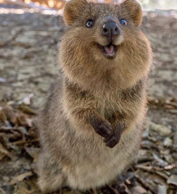 quokka.jpg