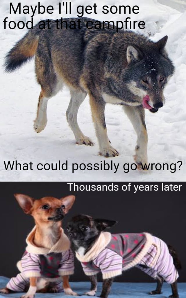 r1rskodgx1j61.jpg