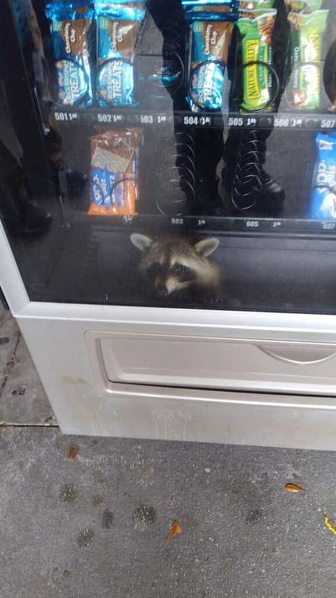 raccoon-2-1565978961.jpg