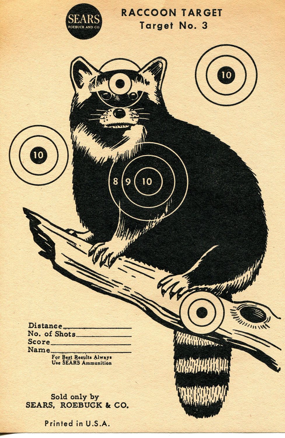Raccoon.jpg