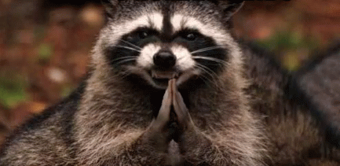 raccoon-yes.gif