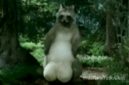 raccoon_nuts_gif.gif