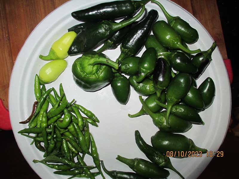 RandomChilis.jpg