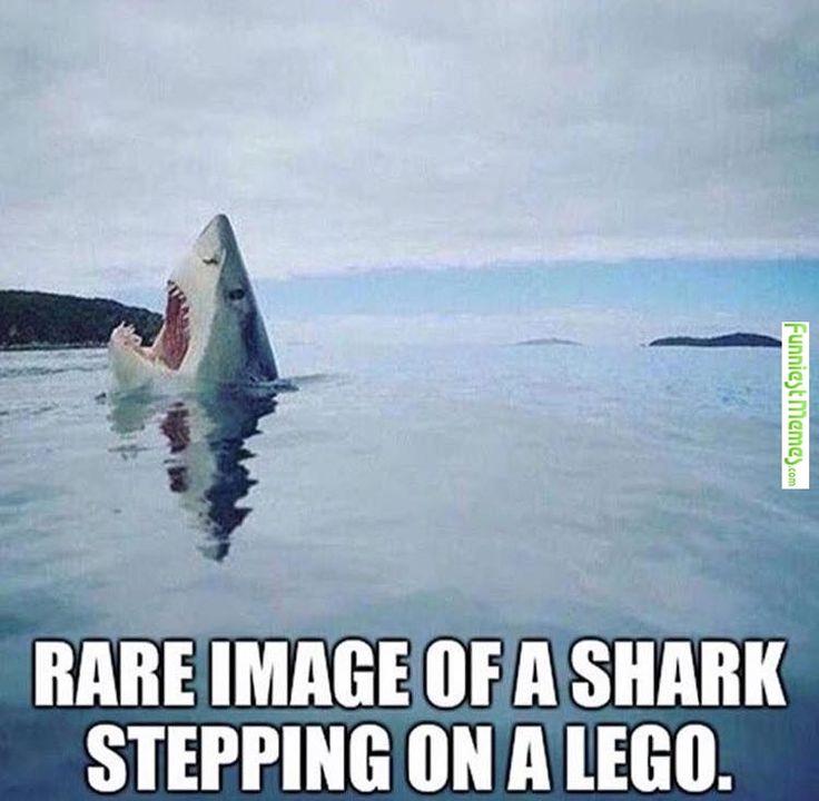 rare-image-of-a-shark-stepping-on-a-lego-hilarious-memes.jpg
