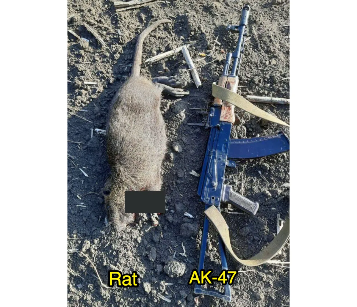 rat big.png