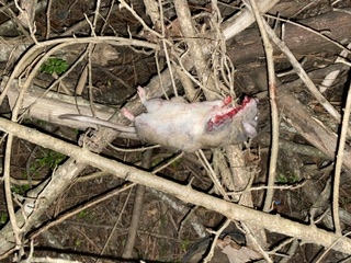 RAT1007.jpeg