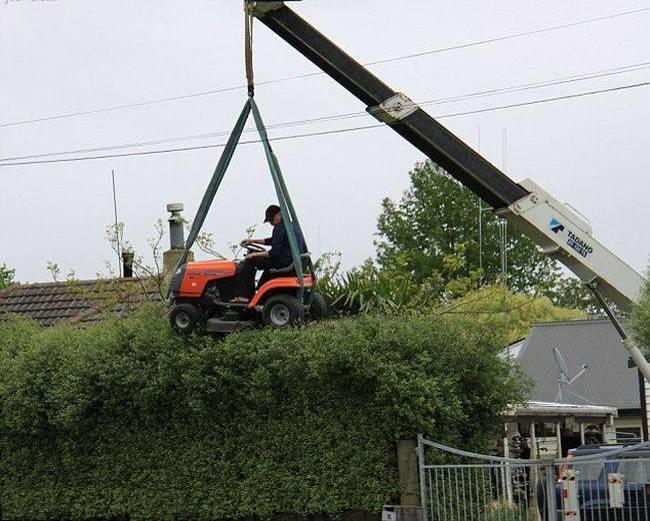 redneck hedge.JPG