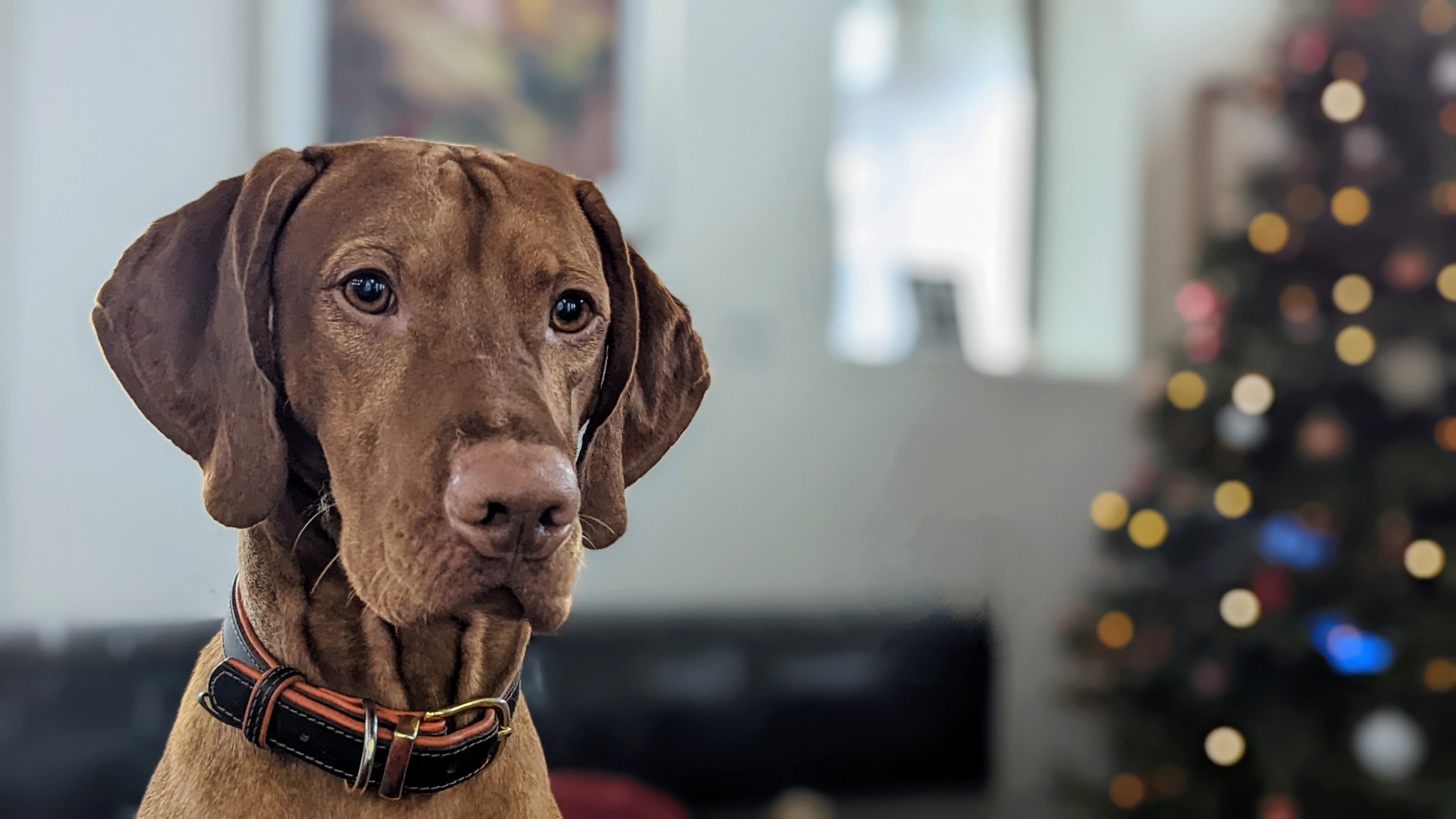 Remy_Christmas_2021.jpg
