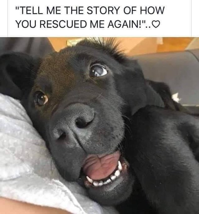 rescued dog.png
