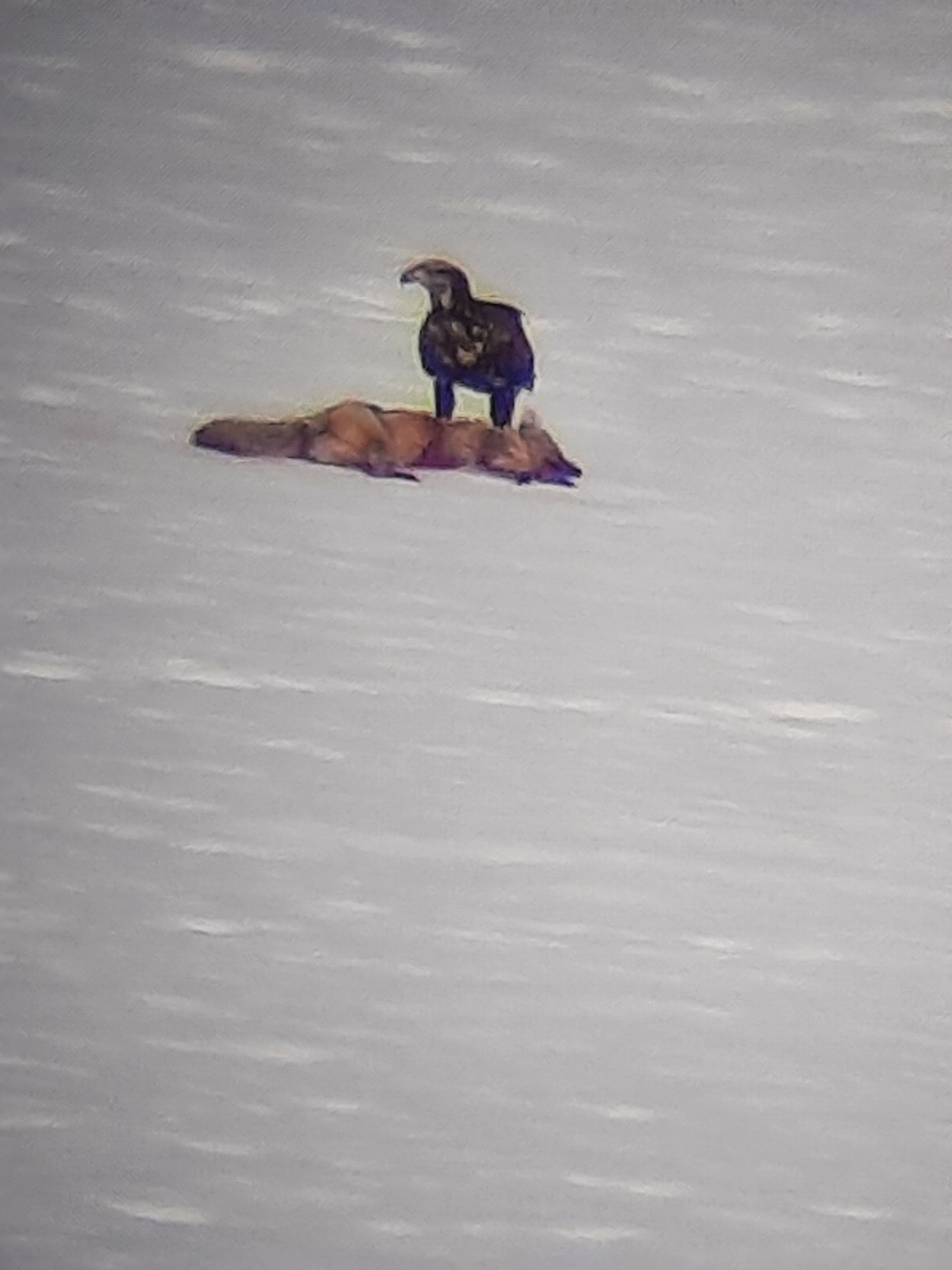Resized_20230220_110052.jpeg