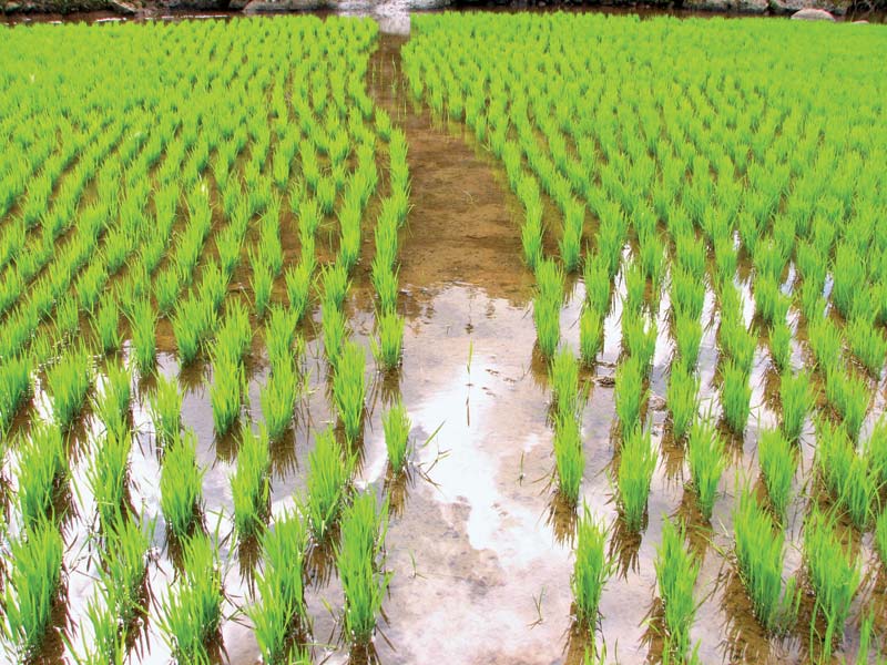 Rice-cultivation-path-flooded-rice-paddy-Philippines.jpg
