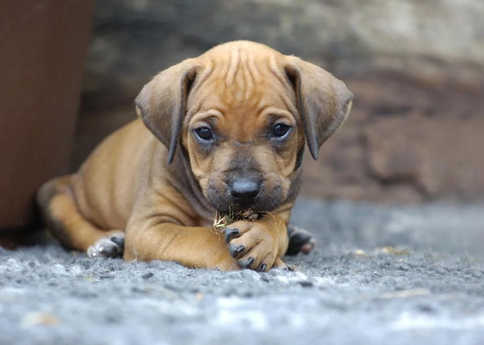 ridgeback pup.png