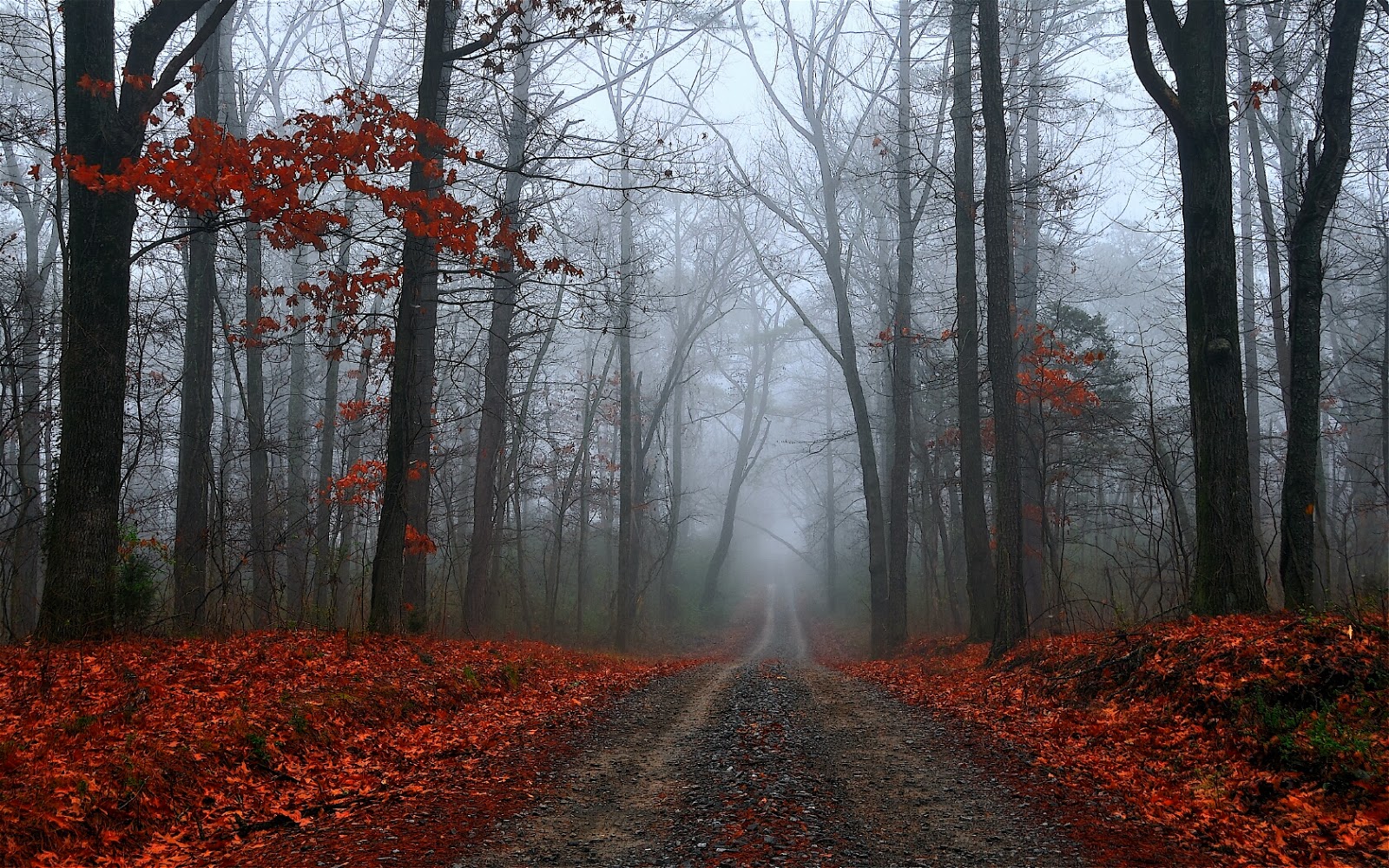 road trees.jpeg