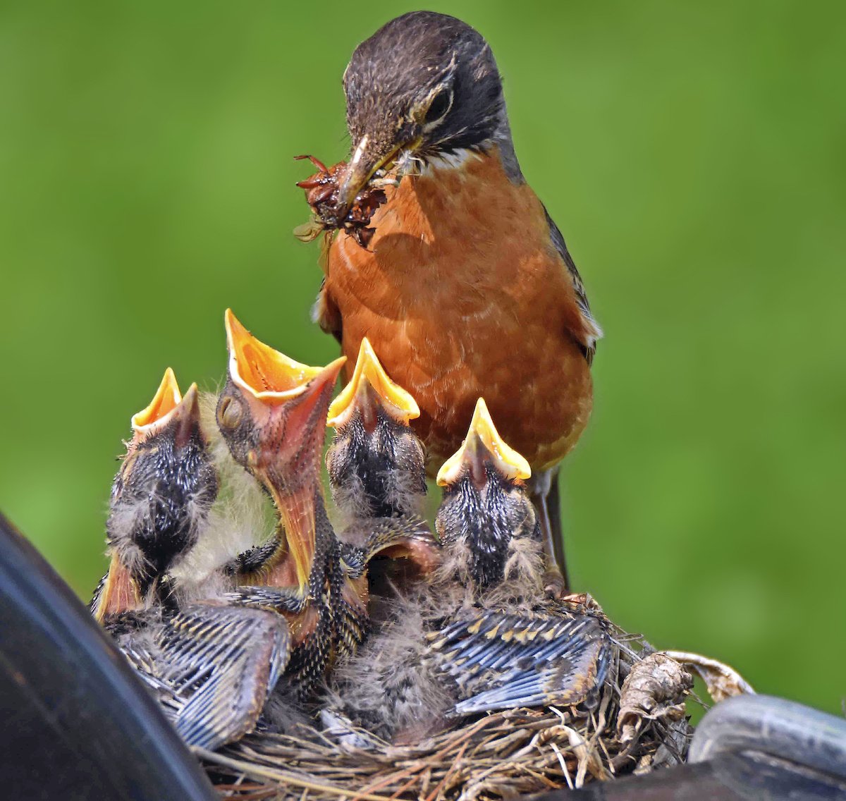 robinnest_linda-rappel.jpg