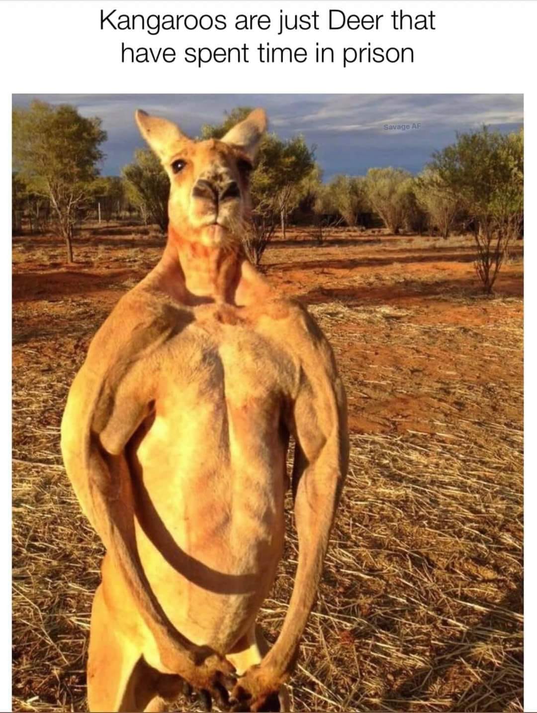roo.jpg