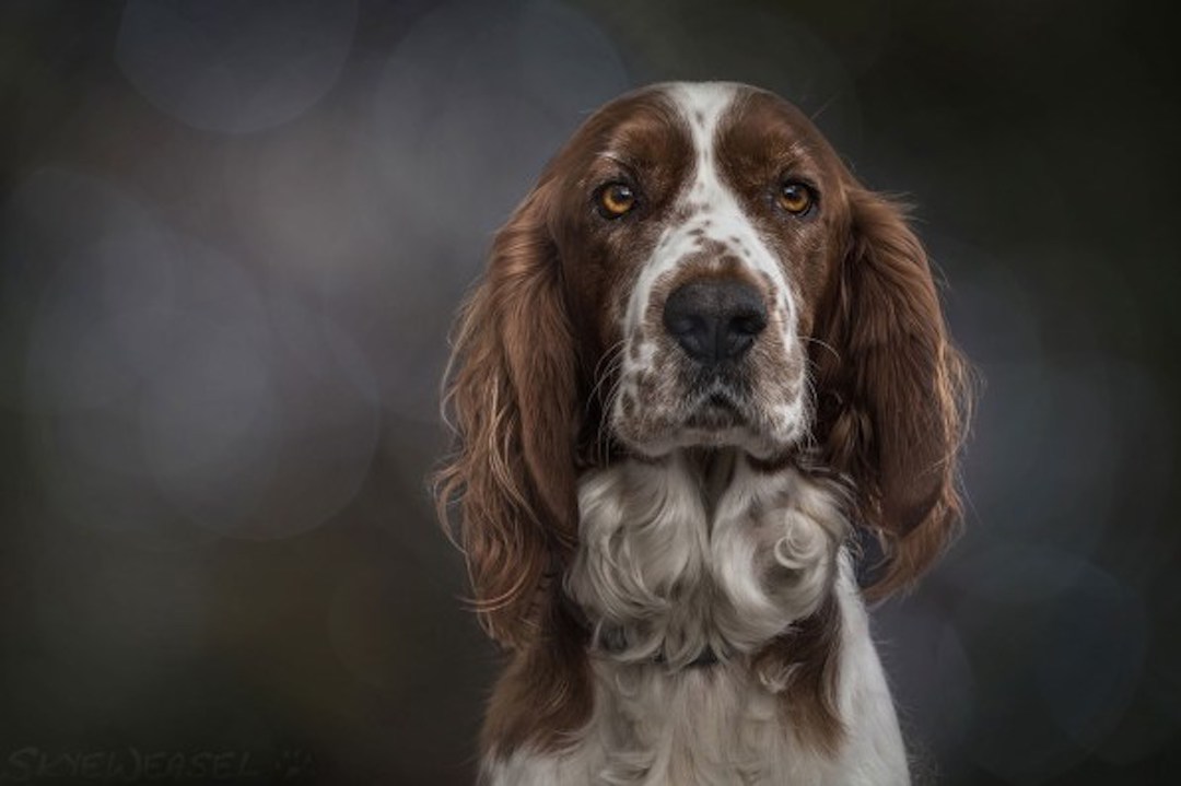 s-dog-SkyeWeasel.jpg