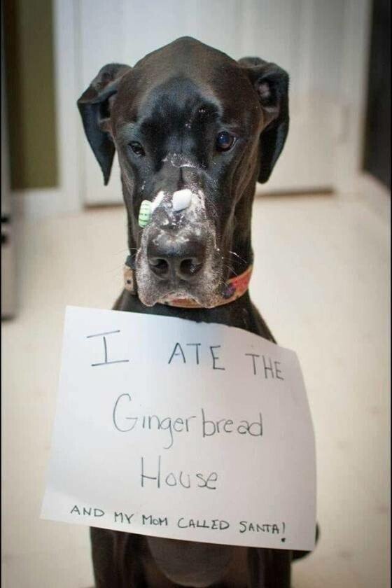 sad dog.jpeg