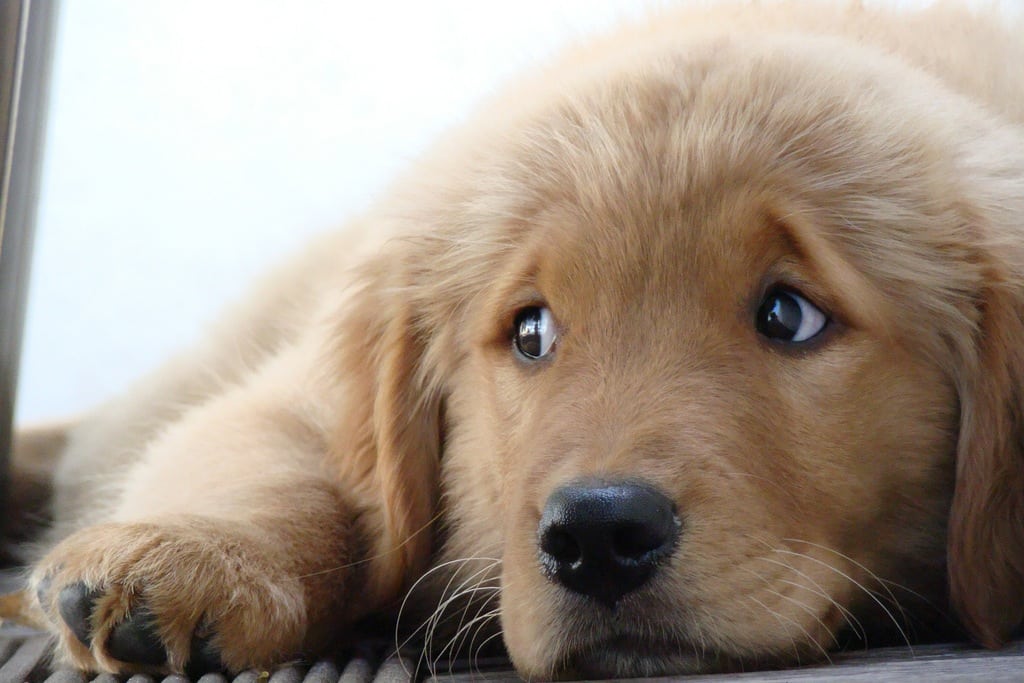 sad pup.jpg