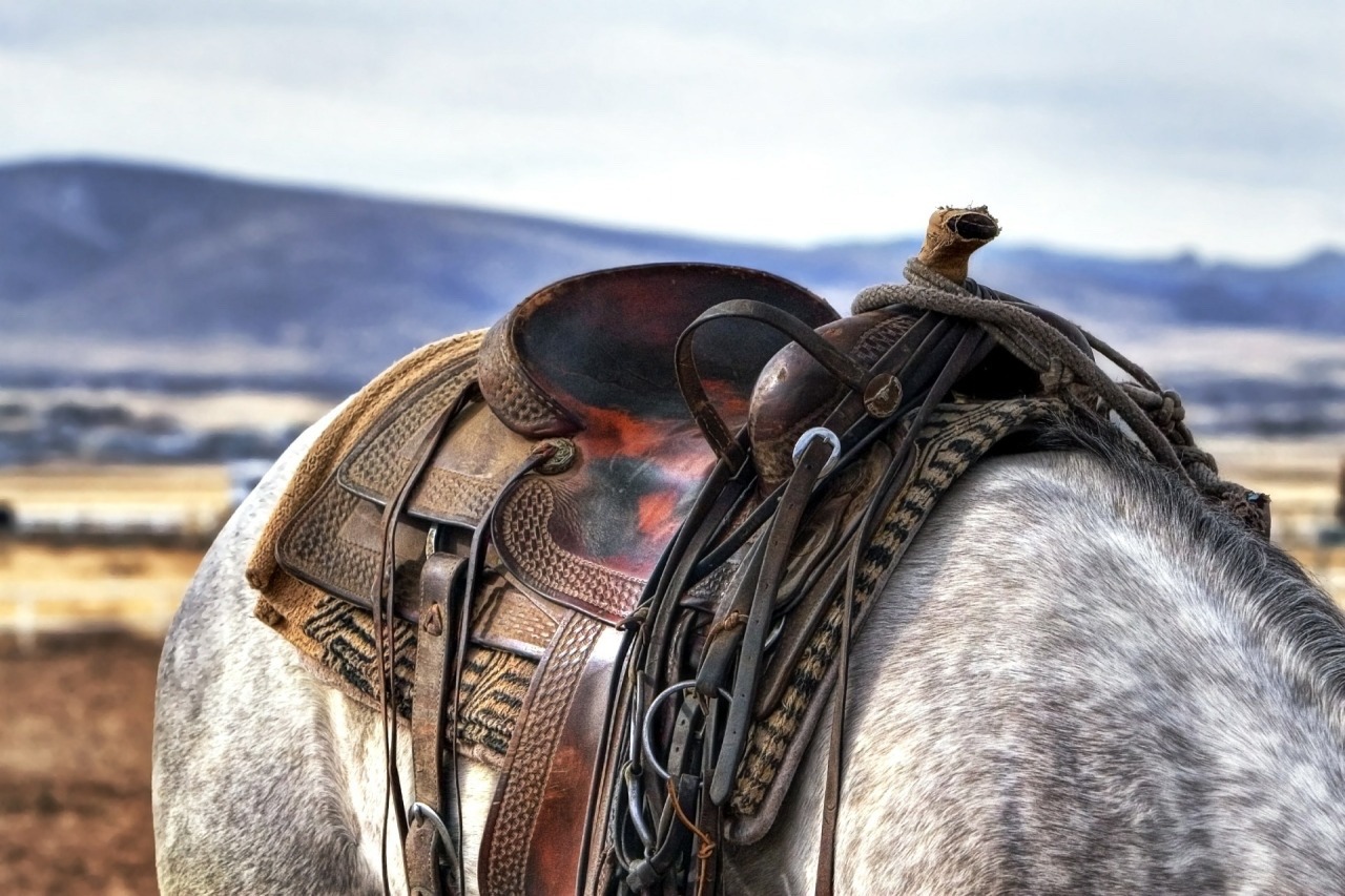 saddle.jpg