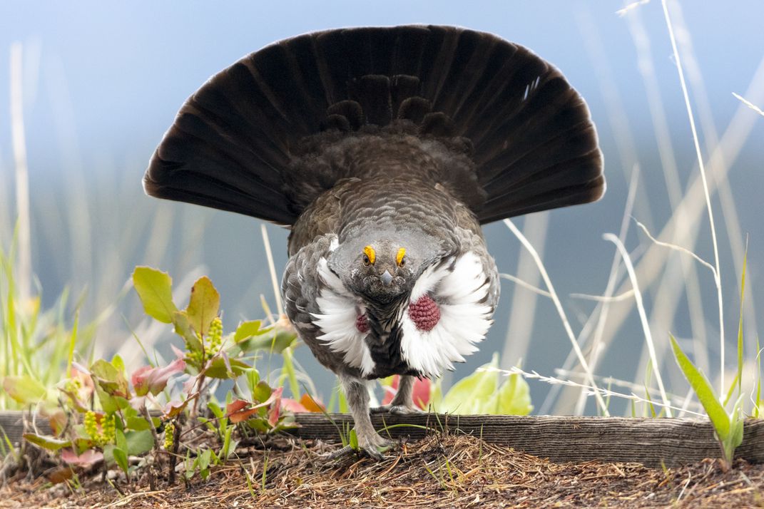 sage chicken.jpg