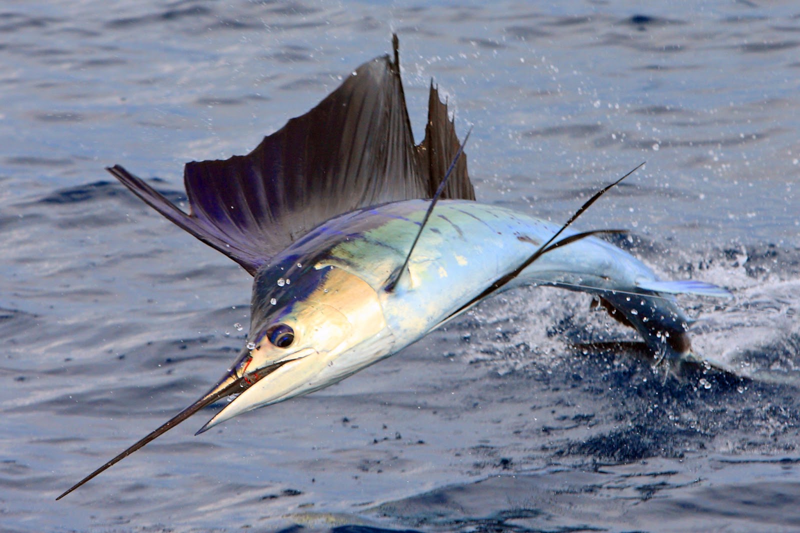Sailfish_1.jpg