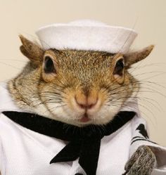 Sailorsquirrrel.jpg