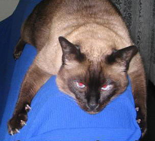 sam claws.jpg