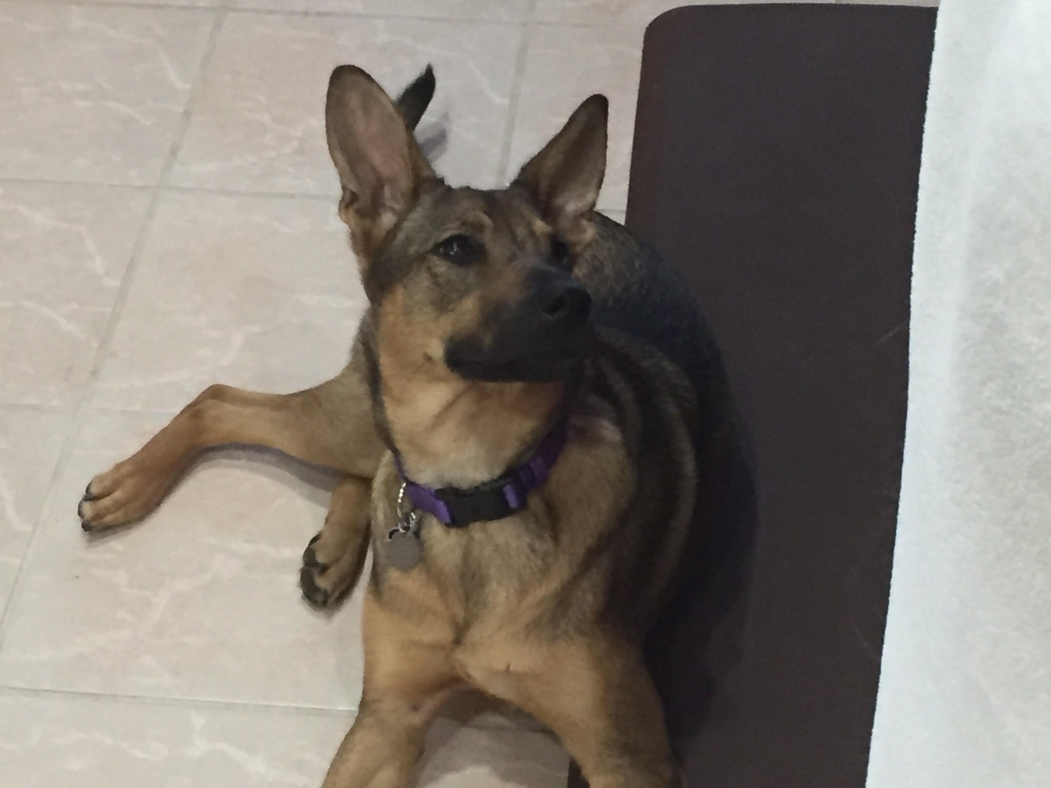 Sasha1.jpg