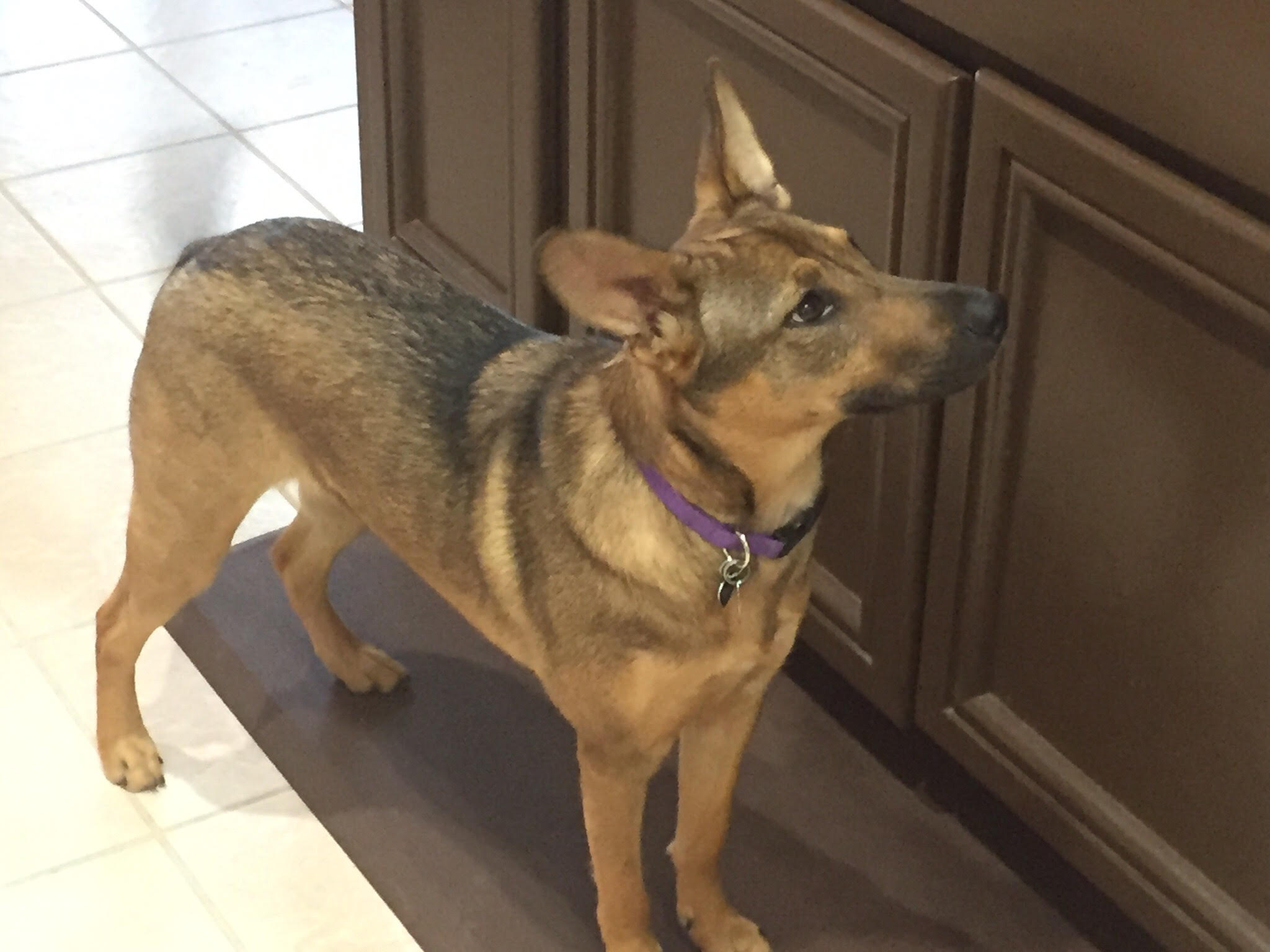 Sasha2.jpg