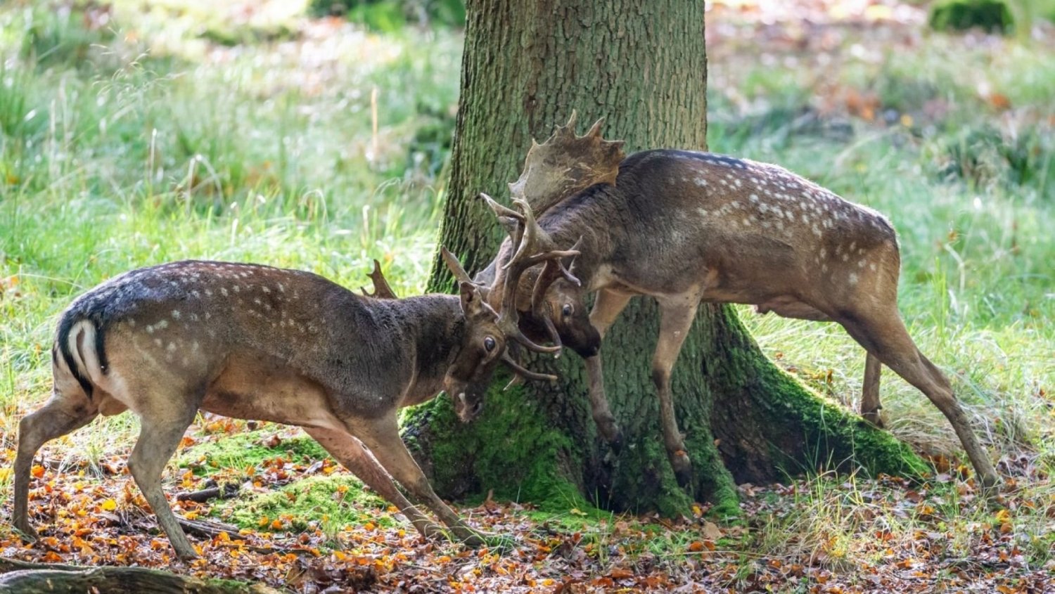 sauerland forest.jpg