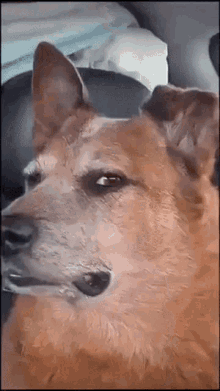 scared-dog.gif