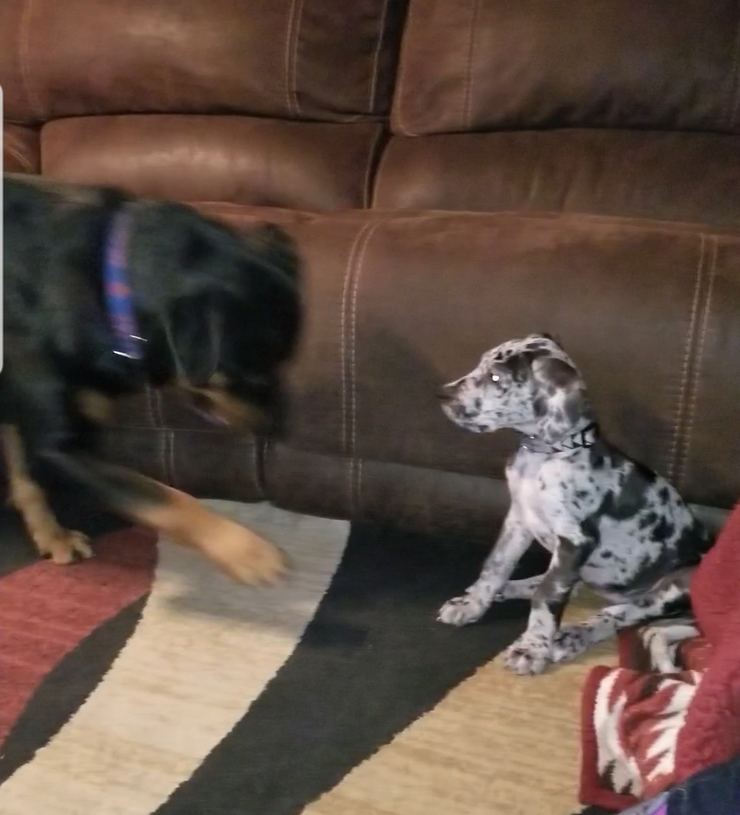 Screenshot_20190409-074219_Video Player.jpg
