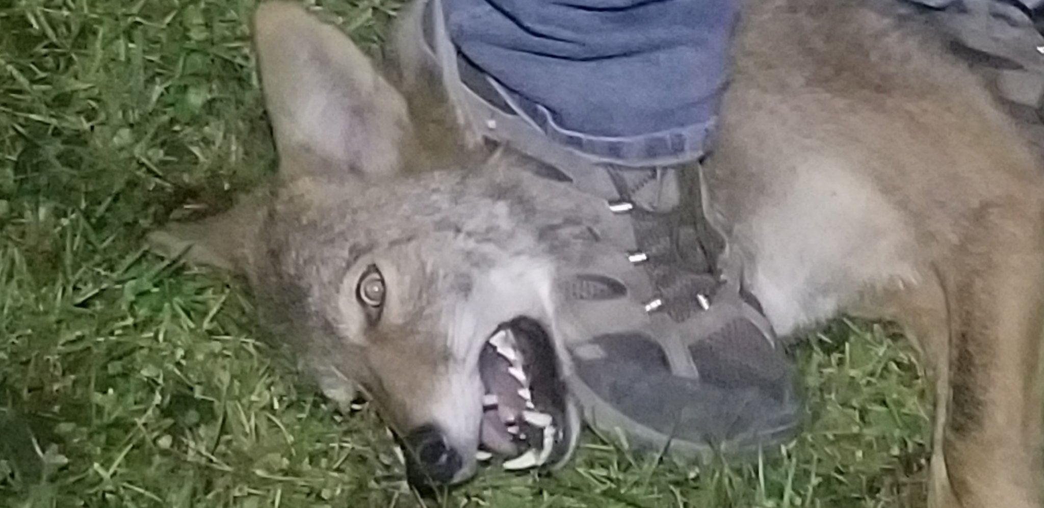 Screenshot_20191022-090534_Gallery.jpg