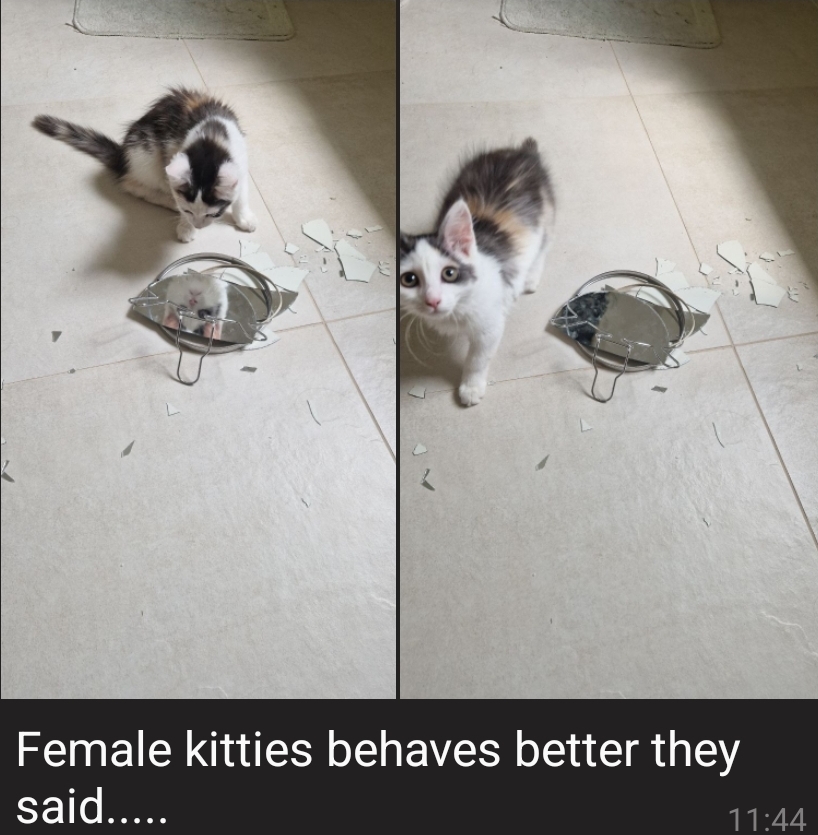 Screenshot_20250723_114515_Telegram.jpg