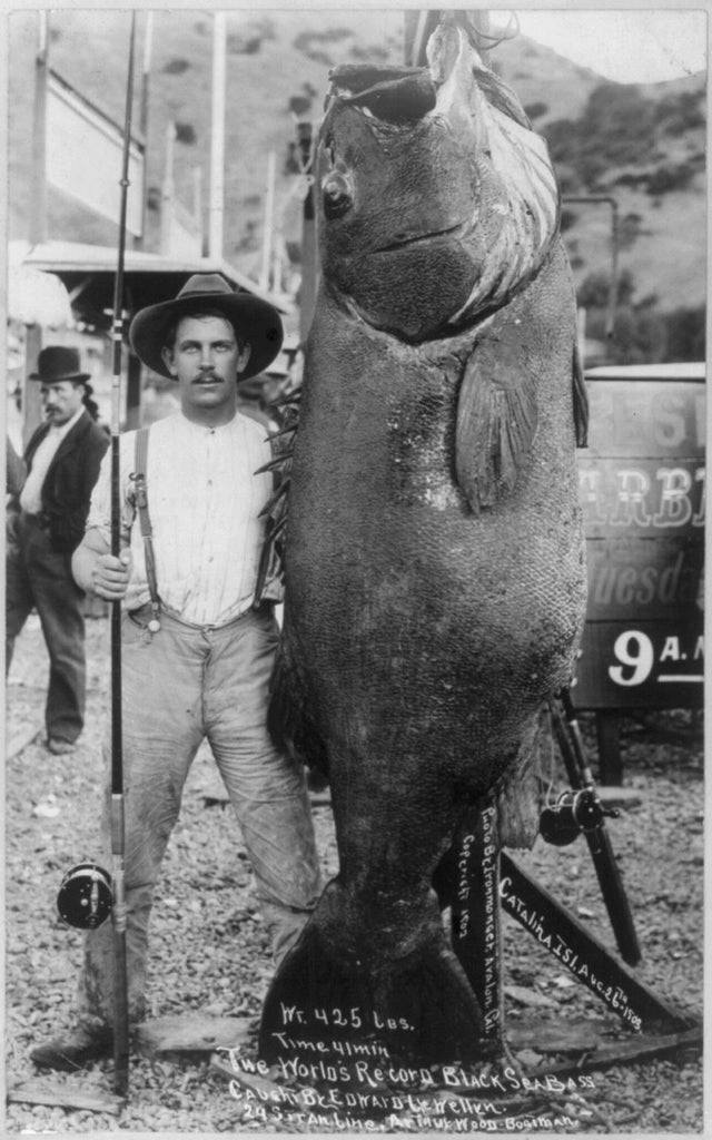 seabass.jpg
