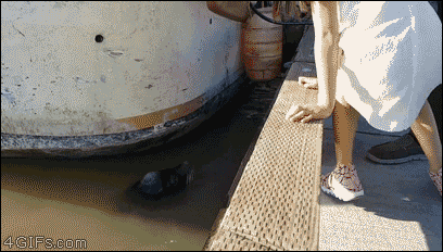 seal.gif